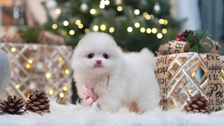 Queen Poms