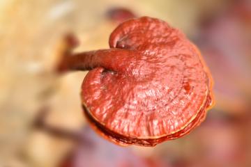 GANODERMA