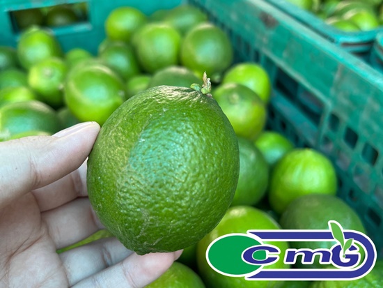 สินค้าหลักของเรา มะนาวไร้เมล็ด
